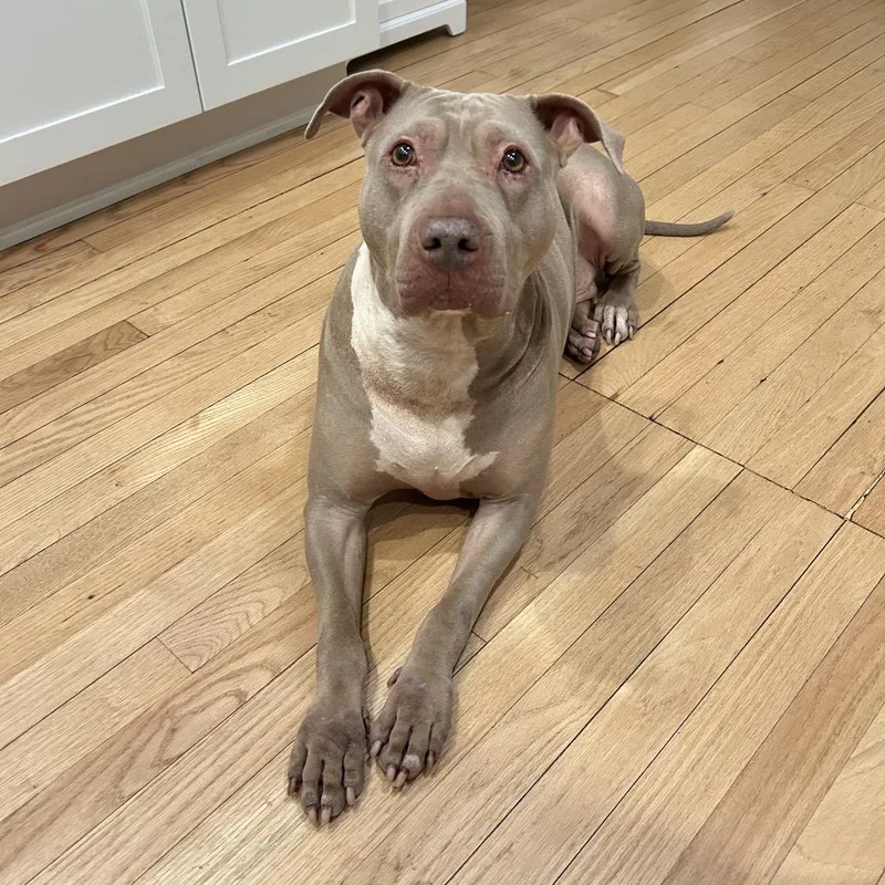 An adult large-sized female Pit Bull Terrier dog named Skylar for adoption in Weimar, CA