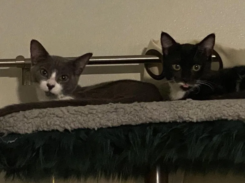 A baby small-sized female Domestic Short Hair cat named Tanto for adoption in Fort Walton Beach, FL