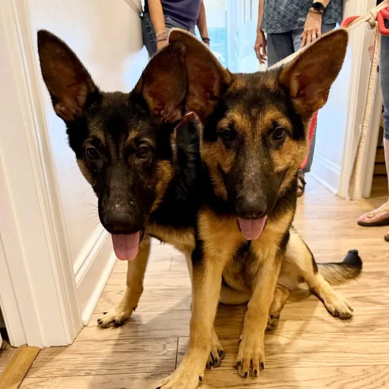 A young large-sized female German Shepherd Dog dog named Ruby Leigh for adoption in Hillsborough , NC