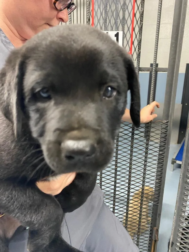 A baby large-sized male Mixed Breed dog named Swanson for adoption in Cartersville , GA