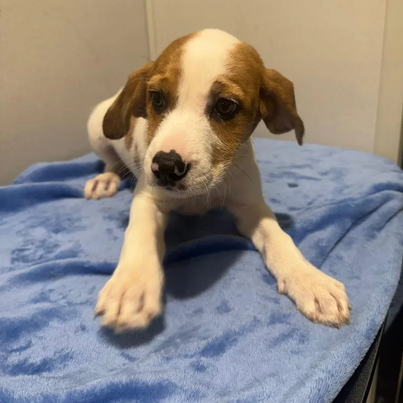 A baby medium-sized female White / Cream Wirehaired Terrier dog named Rihanna for adoption in Tampa, FL