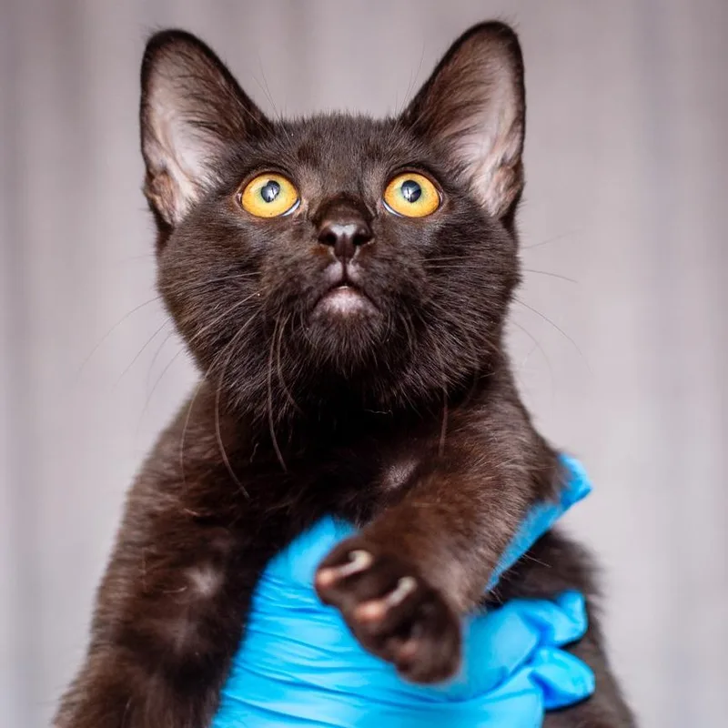 A baby small-sized male Black Domestic Short Hair cat named Triumph for adoption in Hattiesburg, MS
