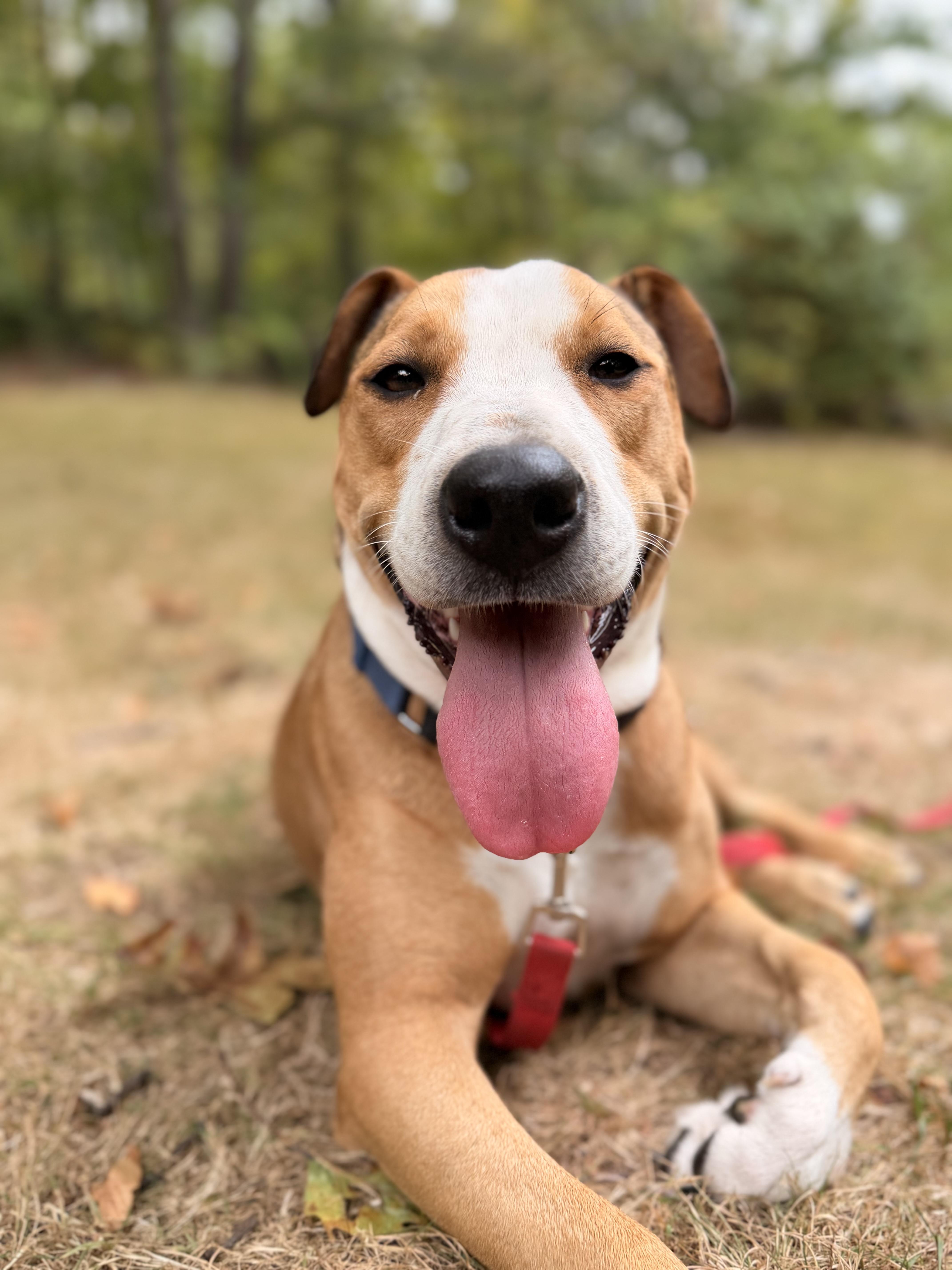 Blueberry thumbnail 2