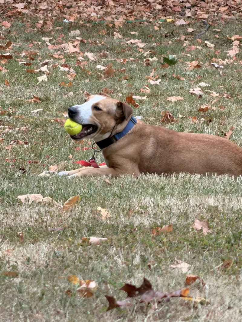 Blueberry thumbnail 4