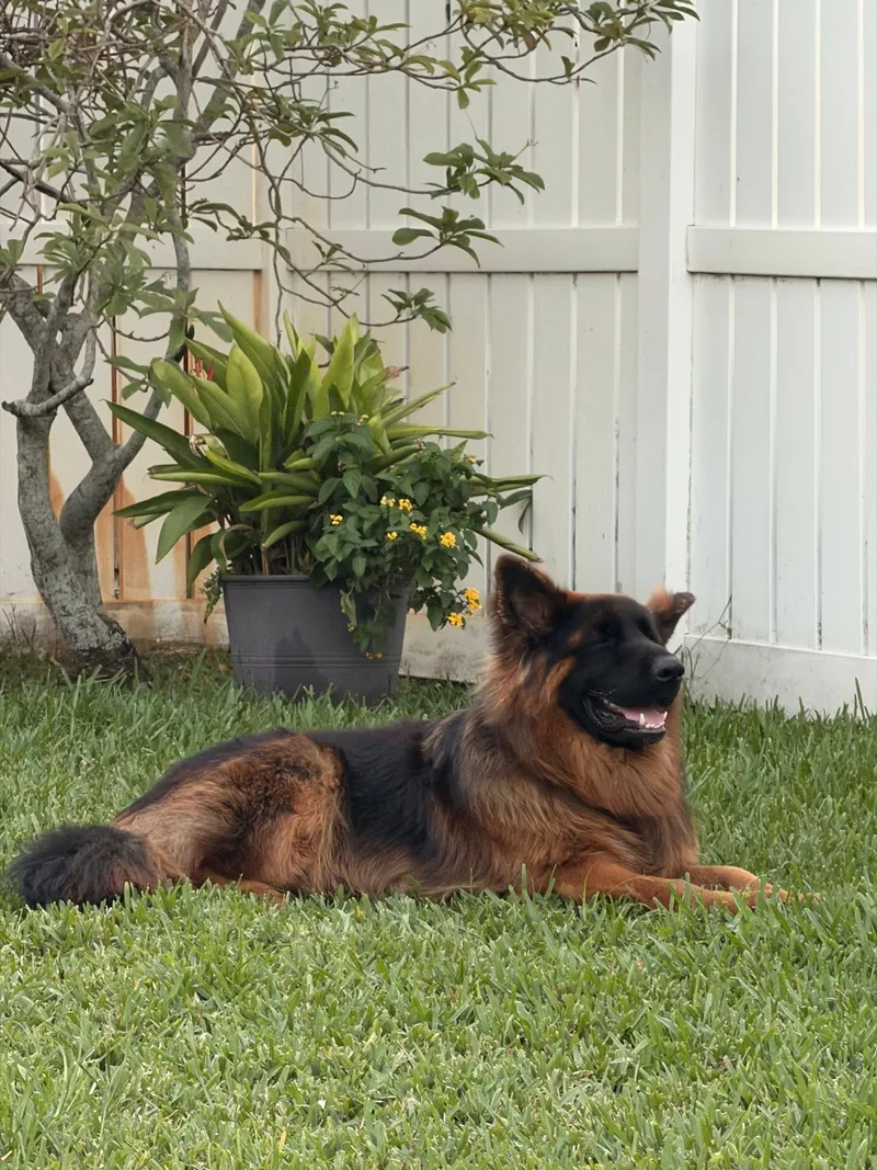 A young medium-sized female German Shepherd Dog dog named Toro for adoption in Pompano Beach, FL