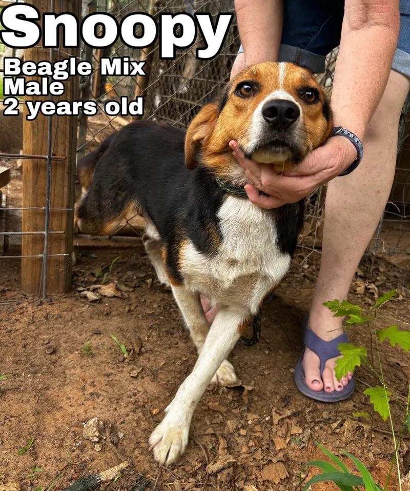 A young medium-sized male Tricolor (Brown, Black, & White) Beagle dog named Snoopy for adoption in Blue Springs, MO