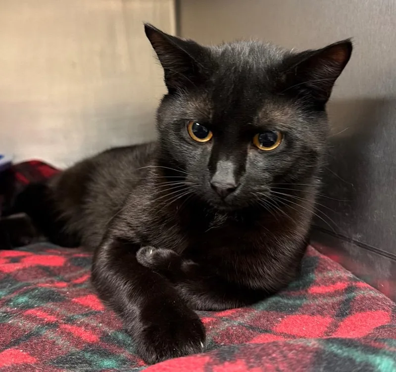 A young large-sized male Domestic Short Hair cat named Senator Whiskers for adoption in Ocala, FL