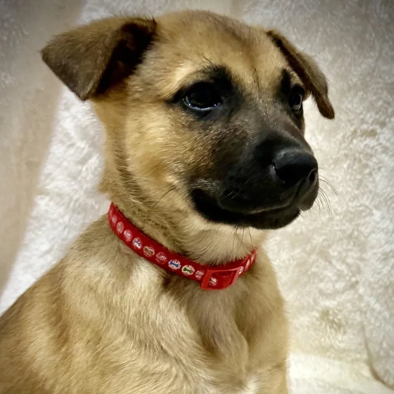 A baby medium-sized female Yellow / Tan / Blond / Fawn Shepherd dog named Bunny for adoption in Austin, TX