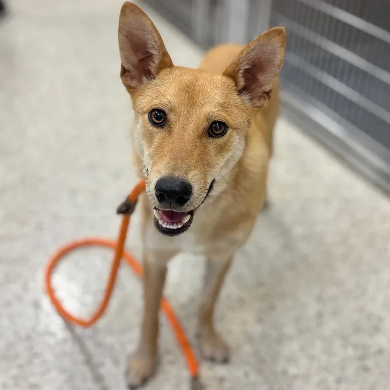 A young medium-sized male Yellow / Tan / Blond / Fawn Carolina Dog dog named Garbanzo for adoption in Nashville, IN