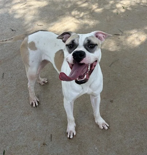 A young medium-sized male Pit Bull Terrier dog named Copper for adoption in Charlotte, NC