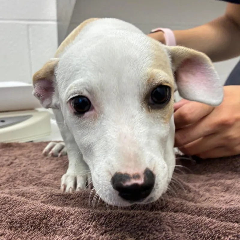 A baby small-sized female White / Cream Terrier dog named June for adoption in Corpus Christi, TX