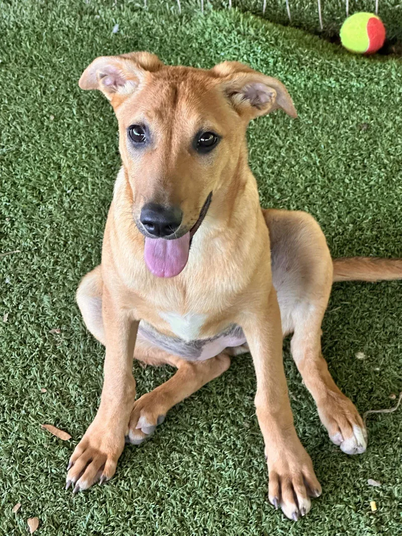 An adult large-sized female German Shepherd Dog dog named Anna for adoption in Pipe Creek, TX