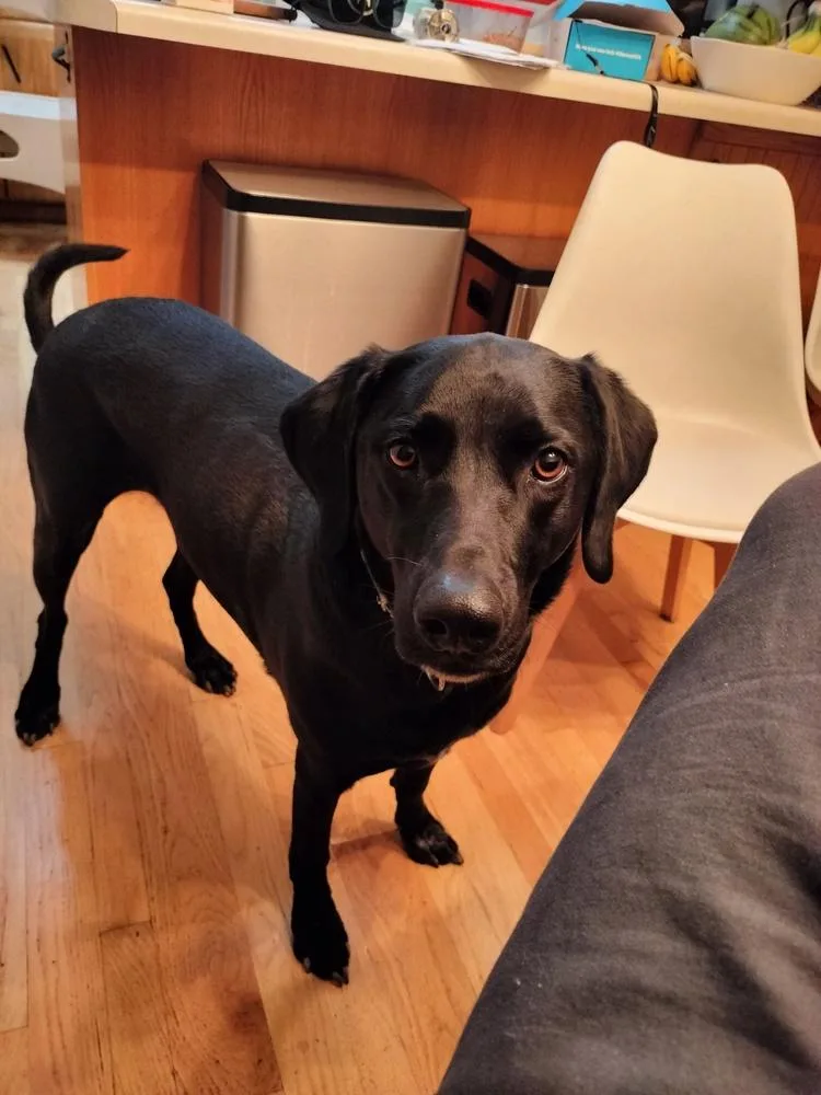An adult large-sized female Black Labrador Retriever dog named Ruby for adoption in Draper, UT