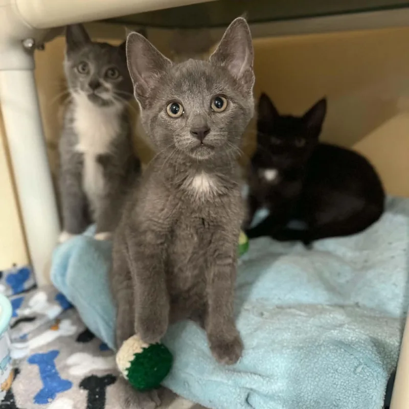 A baby medium-sized female Gray / Blue / Silver Domestic Short Hair cat named Sicily for adoption in Penn Yan, NY