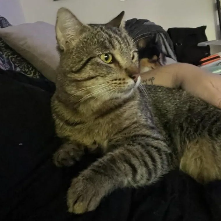 An adult medium-sized male Tabby (Buff / Tan / Fawn) Domestic Short Hair cat named Chunky for adoption in Houston, TX