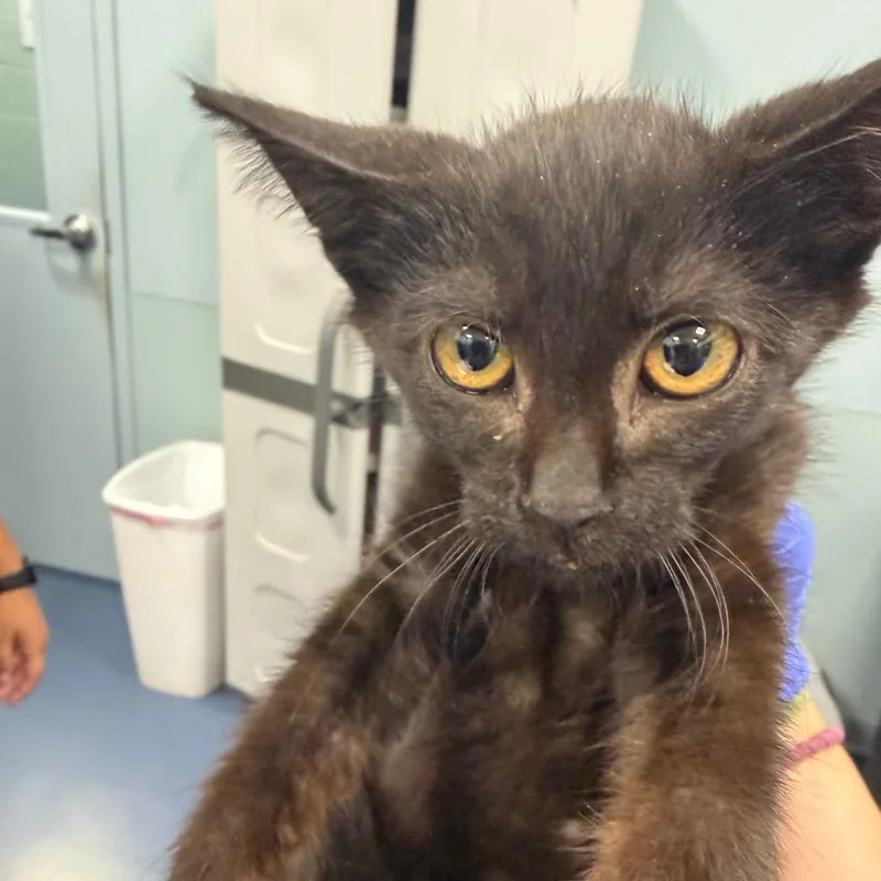 A baby small-sized male Black Domestic Short Hair cat named Boots for adoption in Greensboro, NC