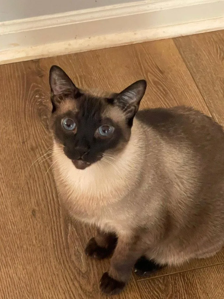 An adult medium-sized male Siamese cat named Rook & Bishop for adoption in Atlanta, GA