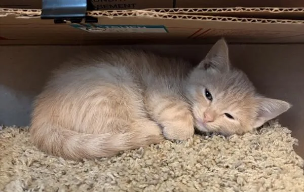 A baby small-sized male Domestic Short Hair cat named Ac Unit K Furnace for adoption in Sherwood, OR