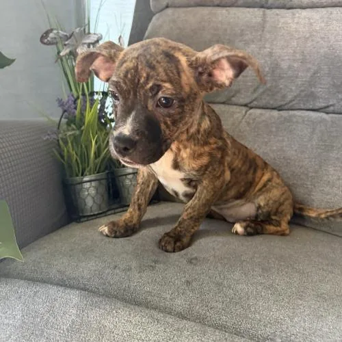 Honolulu Sun thumbnail 3