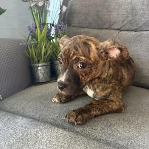 Honolulu Sun thumbnail 4