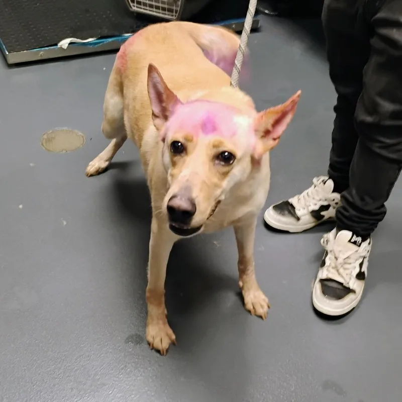 An adult large-sized female Yellow / Tan / Blond / Fawn Mixed Breed dog named Levy for adoption in Allentown, PA
