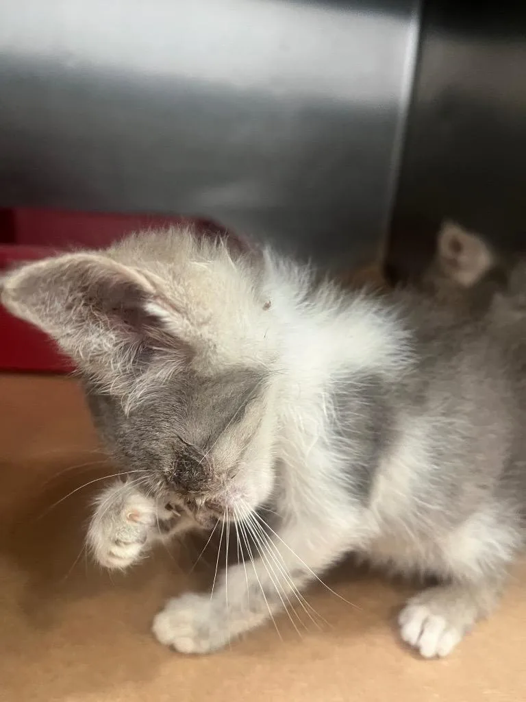 A baby small-sized female Domestic Short Hair cat named Krabby Patty for adoption in Cartersville , GA