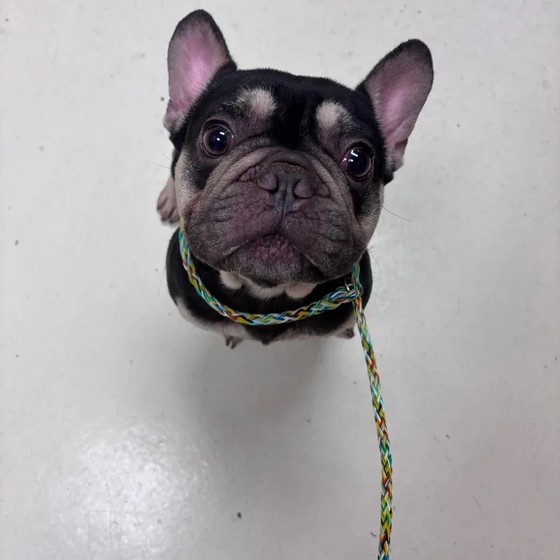 An adult medium-sized male Brown / Chocolate French Bulldog dog named Diesel for adoption in Santa Barbara, CA