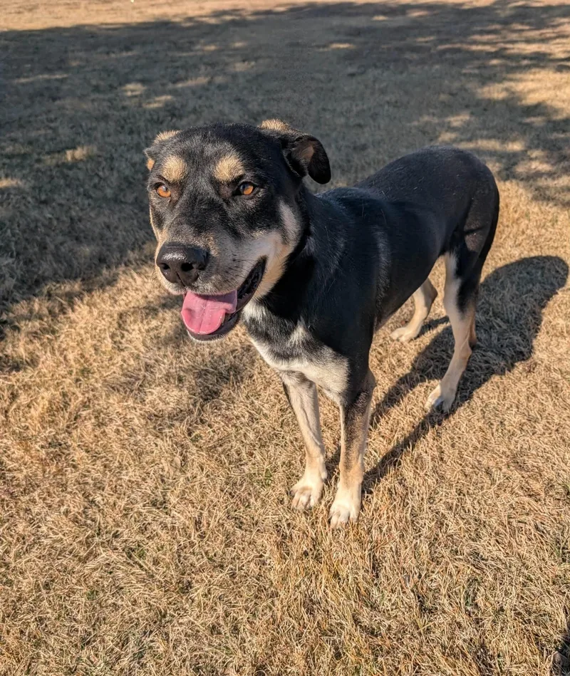 Tweedle Dee thumbnail 3