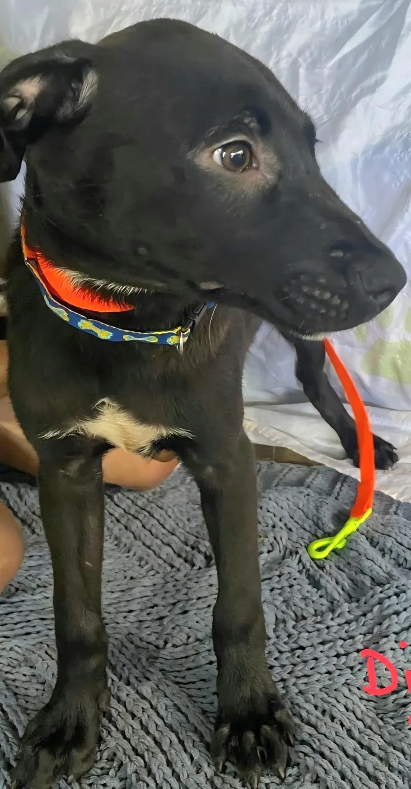 Diamonte "your Total Little thumbnail 2