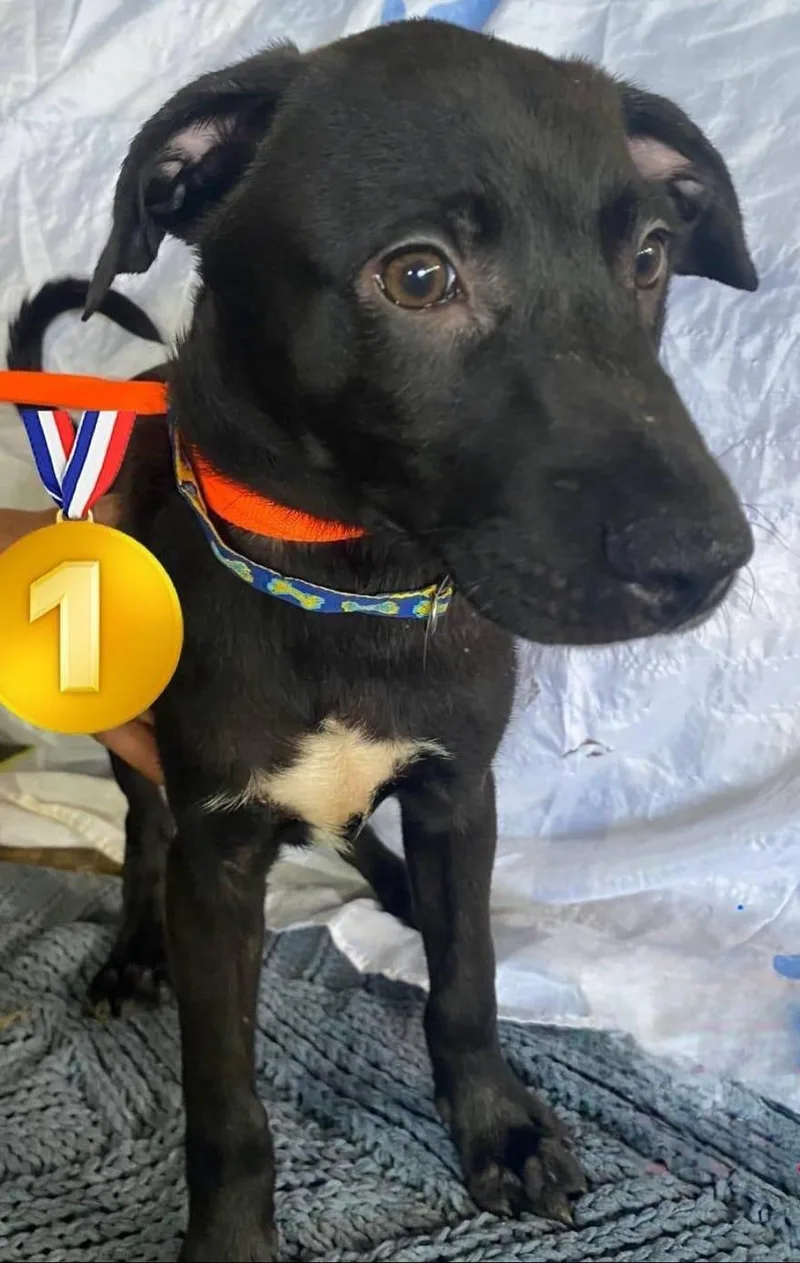 Diamonte "your Total Little thumbnail 4