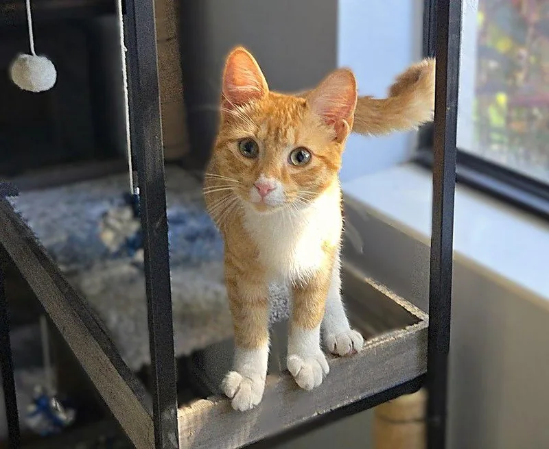 Marcella thumbnail 2