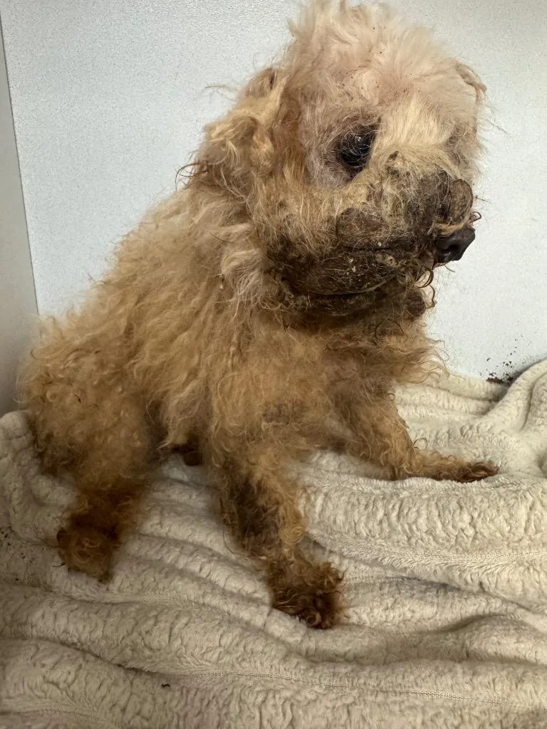 A senior medium-sized female Poodle dog named Fancy for adoption in Sorrento, LA