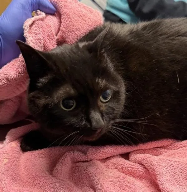 A senior large-sized female Domestic Short Hair cat named Lucy for adoption in Escondido, CA
