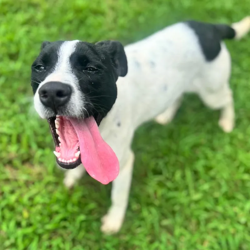 A young medium-sized female White / Cream Mixed Breed dog named Dixie for adoption in Brownsboro, AL
