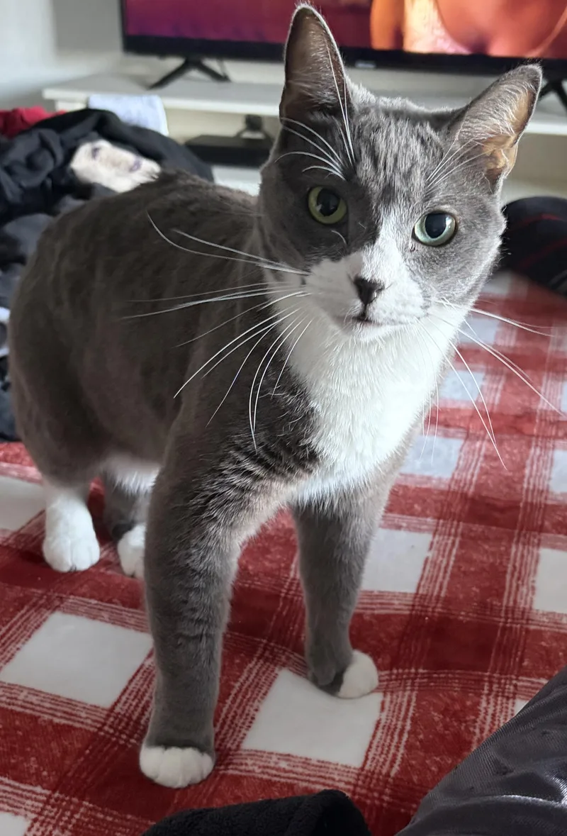 An adult large-sized male Gray & White Tuxedo cat named Mack aka Macaroni NWC for adoption in Mission Viejo, CA