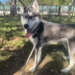 An adult medium-sized female Gray / Blue / Silver Siberian Husky dog named Freya for adoption in Phoenixville, PA