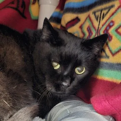 A senior small-sized female Domestic Long Hair cat named Bubbles for adoption in Scotia, NY