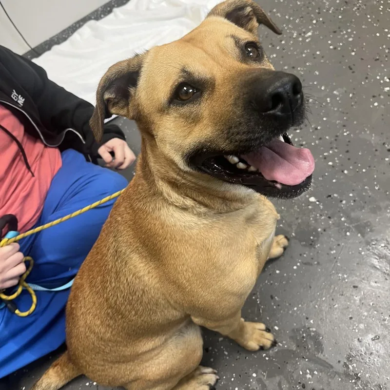 An adult medium-sized female Yellow / Tan / Blond / Fawn Mixed Breed dog named Naomie Lynn for adoption in Columbiana, AL