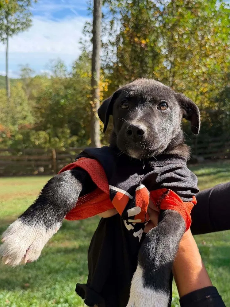 A baby large-sized male Shepherd dog named Georgia : Tucker for adoption in Aurora, IN