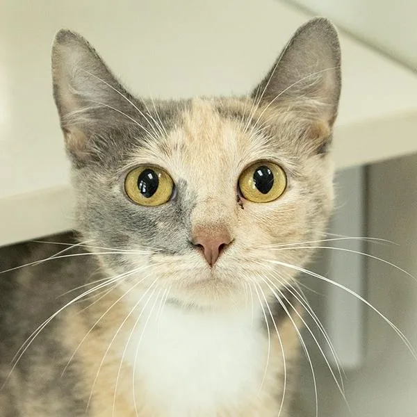 An adult medium-sized female Dilute Calico Domestic Short Hair cat named Carol for adoption in Slidell, LA