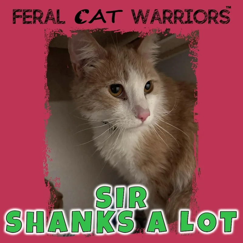 An adult small-sized male White Domestic Short Hair cat named Sir Shanks A Lot for adoption in Kingman, AZ