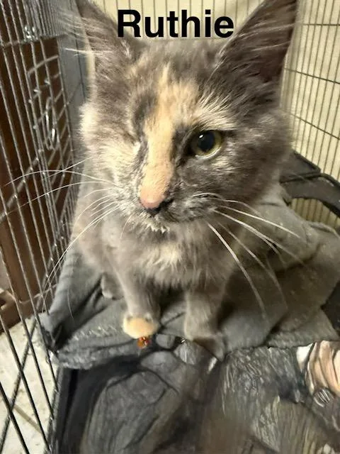 A baby medium-sized female Domestic Short Hair cat named Ruthie for adoption in Zimmerman, MN