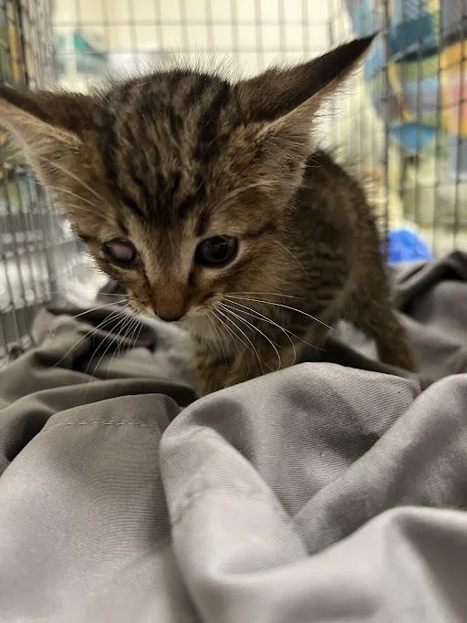 A baby small-sized male Domestic Short Hair cat named Joe Dirt for adoption in Las Vegas, NV