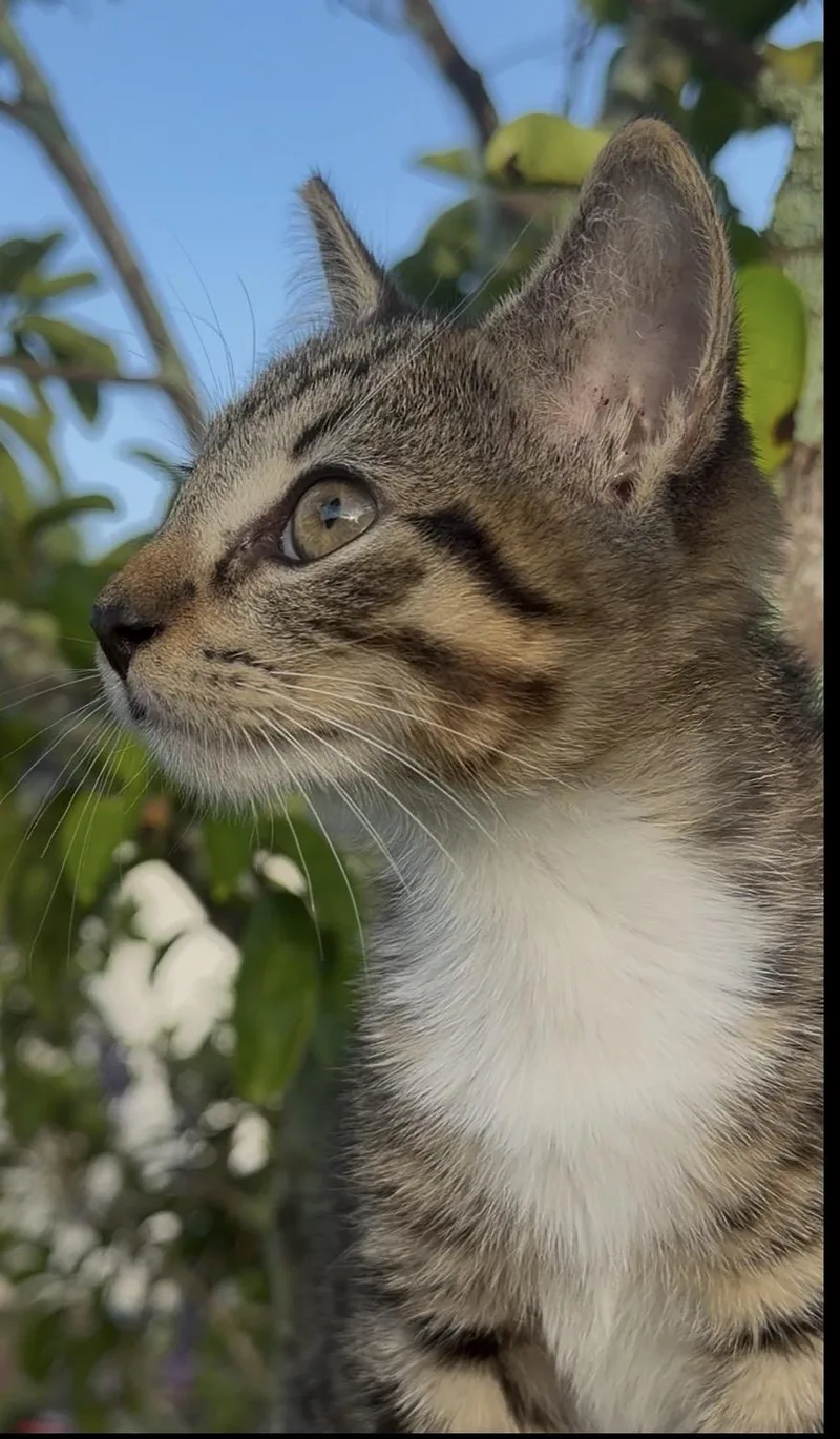 A baby medium-sized male Buff / Tan / Fawn Domestic Short Hair cat named Mangosteen for adoption in Homestead, FL