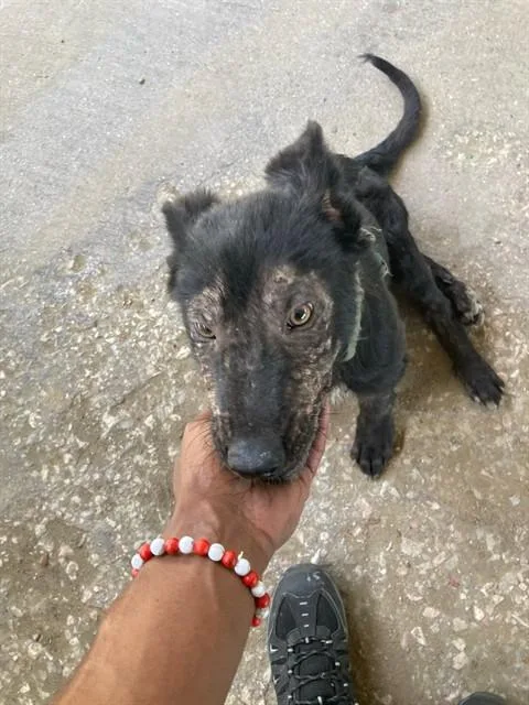A baby large-sized male Mixed Breed dog named Valley for adoption in Dallas, TX