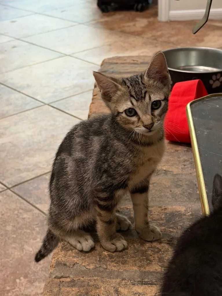 A baby medium-sized male Domestic Short Hair cat named Matcha for adoption in Spring, TX