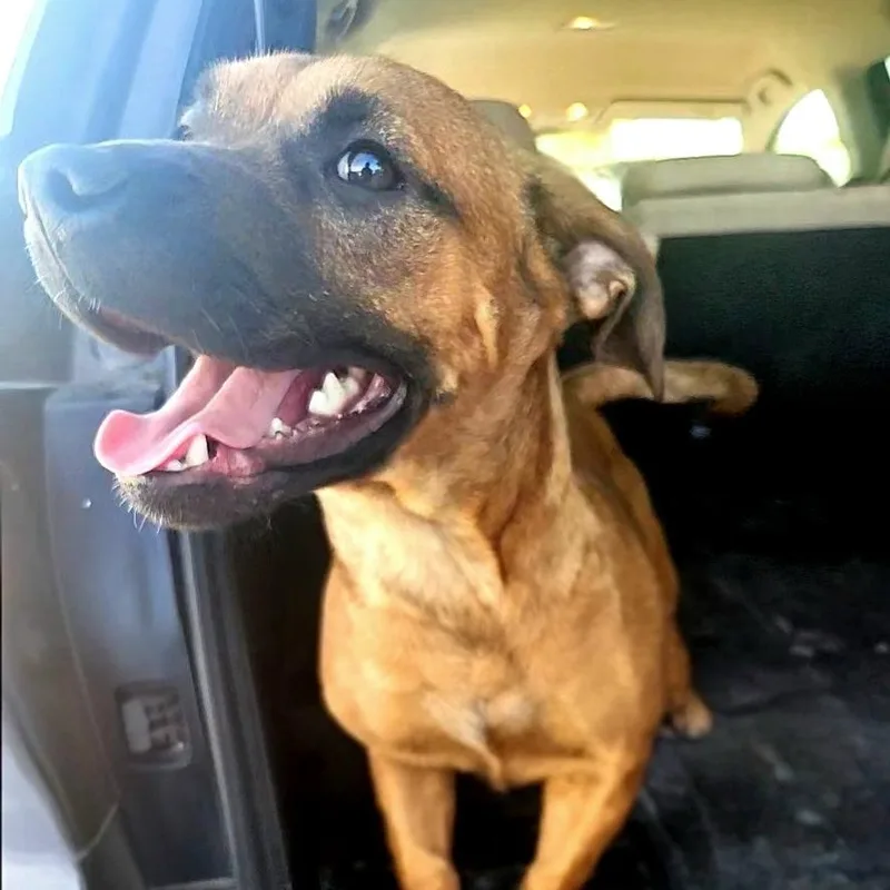 An adult medium-sized male Brown / Chocolate Corgi dog named Puparoni for adoption in CORPUS CHRISTI, TX