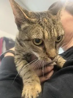 A young medium-sized female Domestic Short Hair cat named Penelope for adoption in Haw River, NC