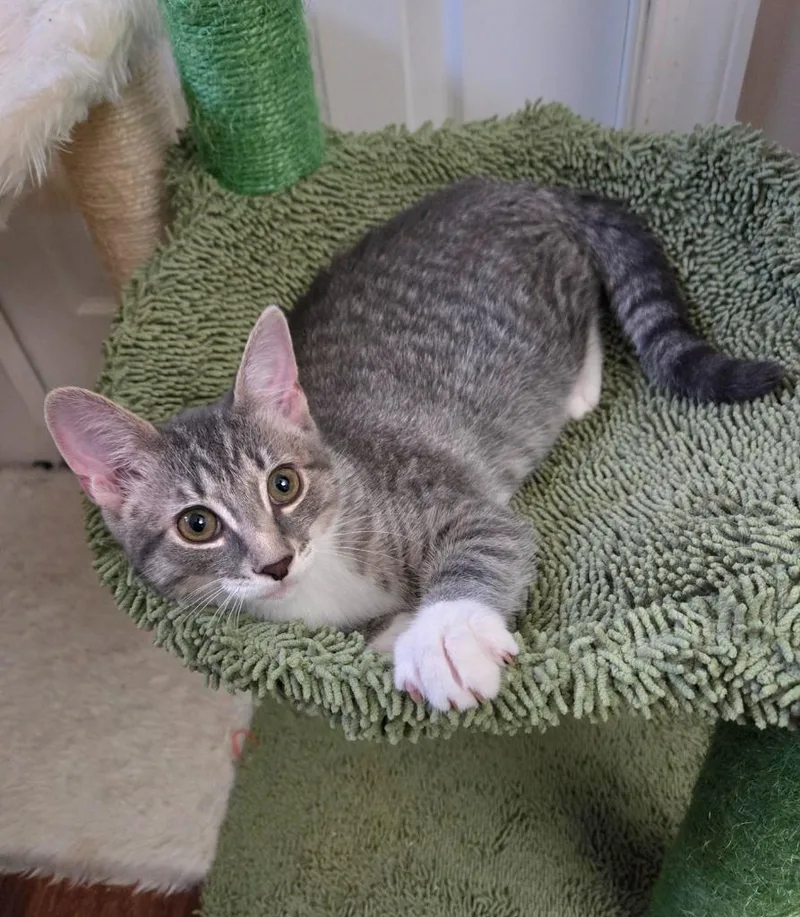 A baby medium-sized male Domestic Short Hair cat named Artie for adoption in Lancaster, PA