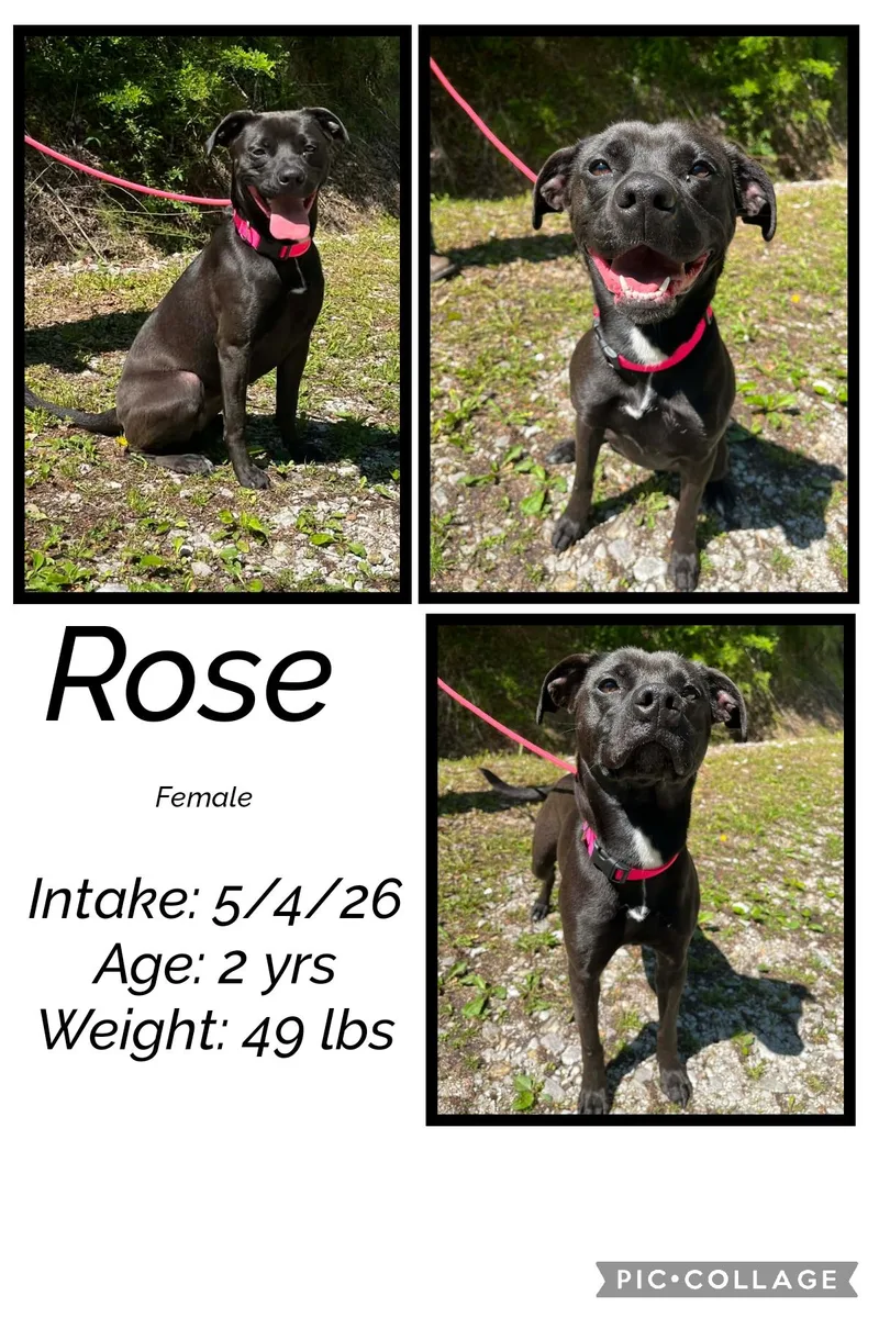 An adult medium-sized female Black Boxer dog named Rose for adoption in Staffordsville, KY